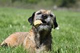 BORDER TERRIER 079